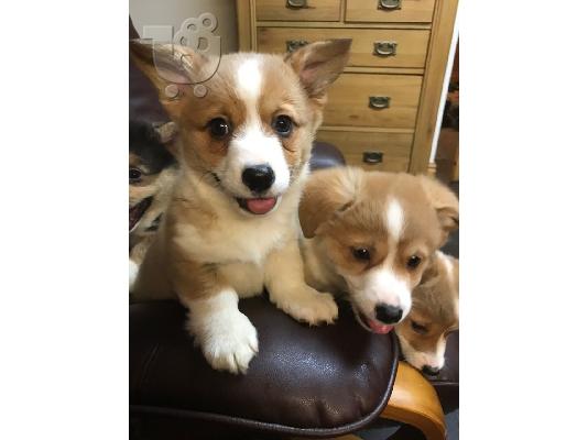PoulaTo: Πανέμορφα Pembroke Welsh Corgi Puppies Ready.